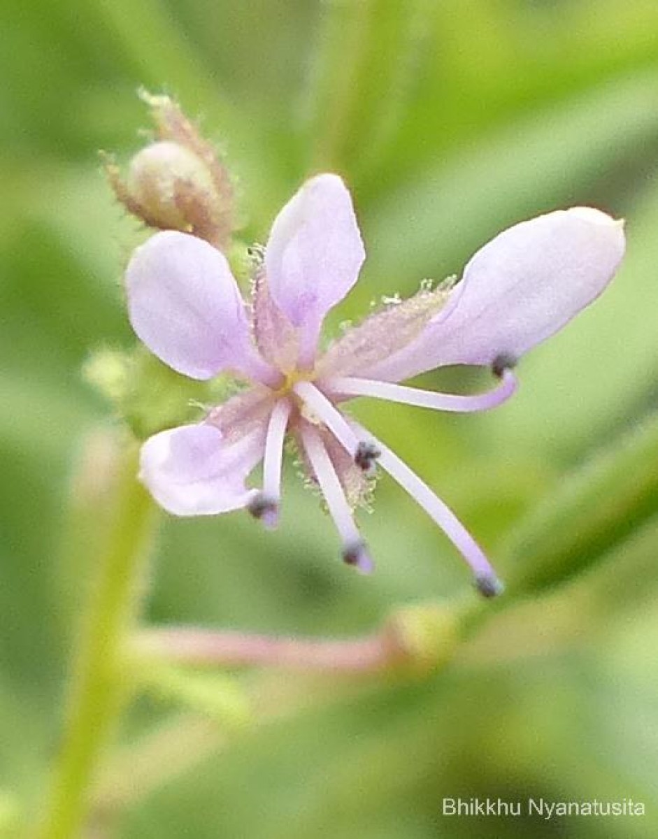 Cleome monophylla L.